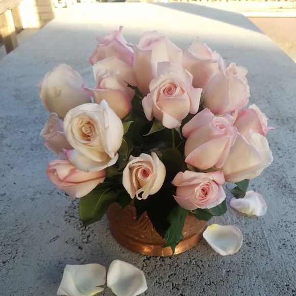 Meet your Posher, Cat - Picture 1 of 1